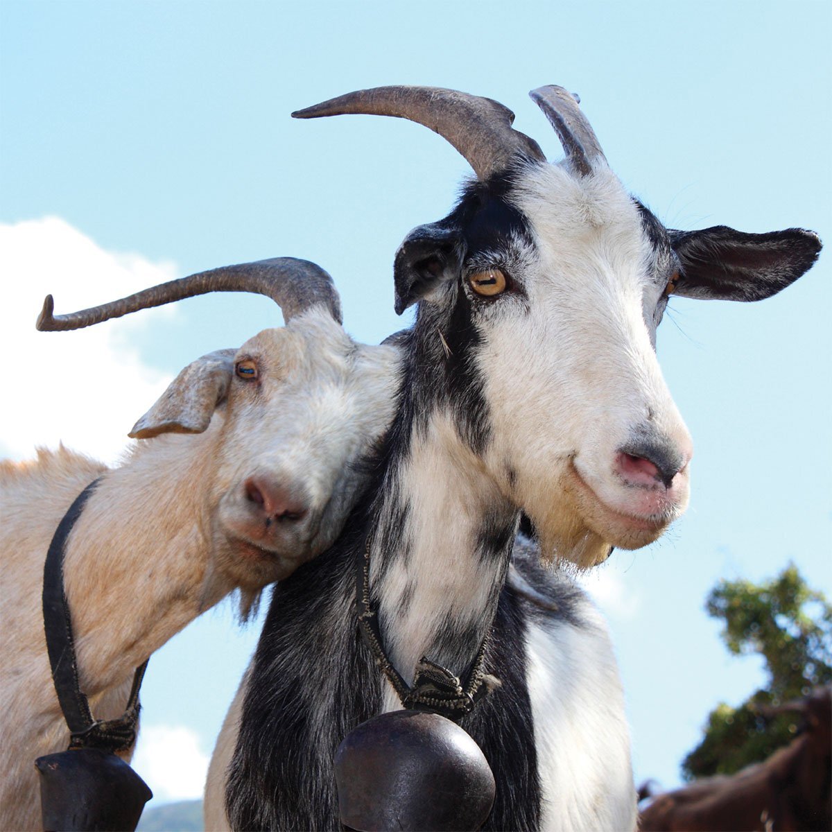 Козы goats