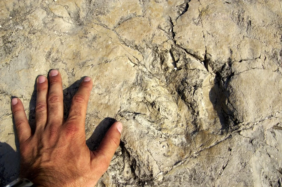 Следы динозавра, жившего на Земле около 130 миллионов лет назад.