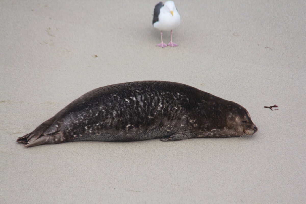 Улыбающихся морских львов можно увидеть на многих пляжах Калифорнии 