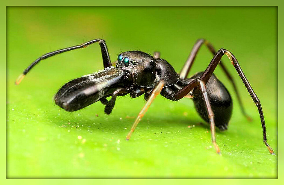 Photo Brian Seccombe. Источник: Яндекс картинки.