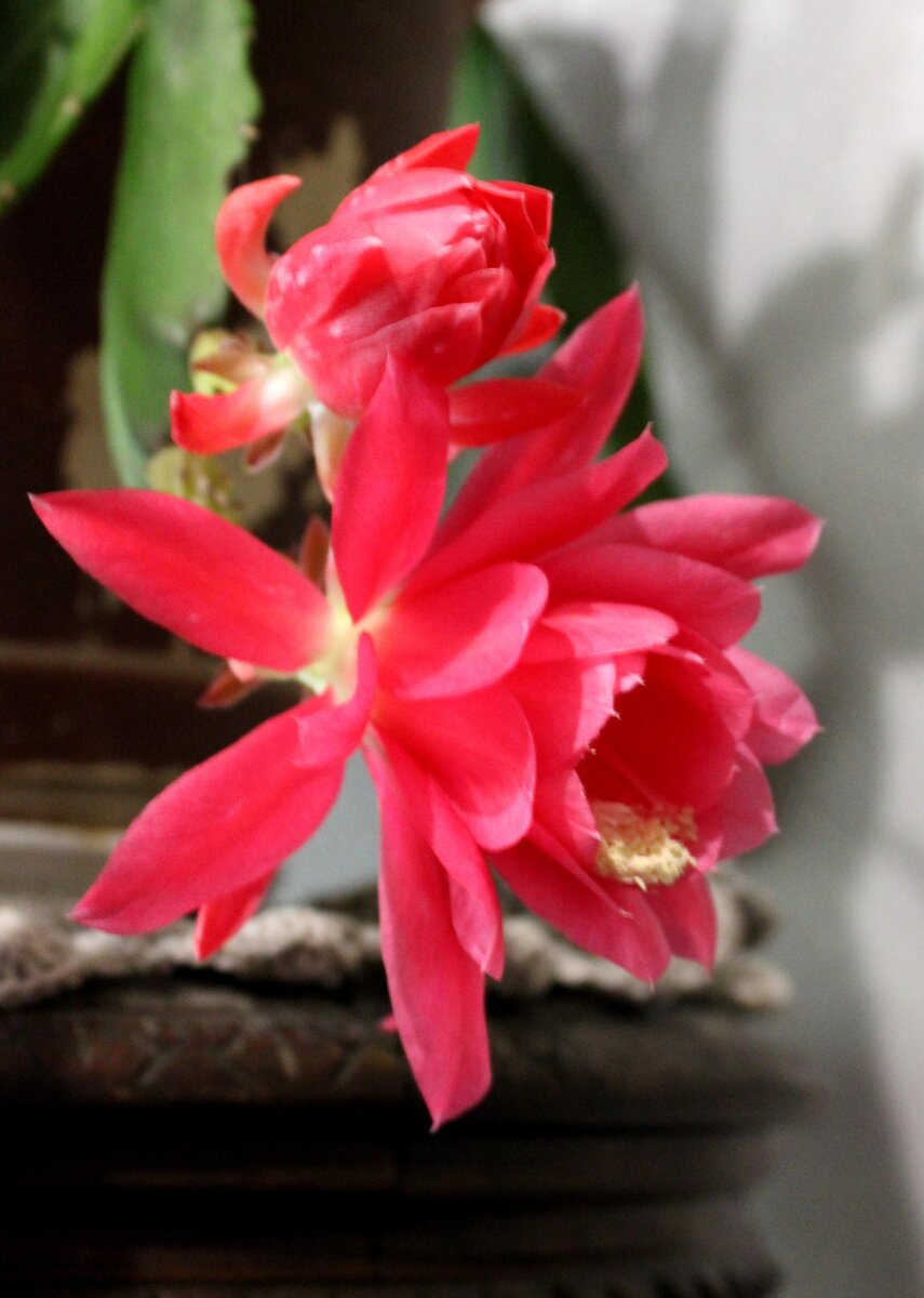 Неприметный домашний цветок с ярким незабываемым цветением