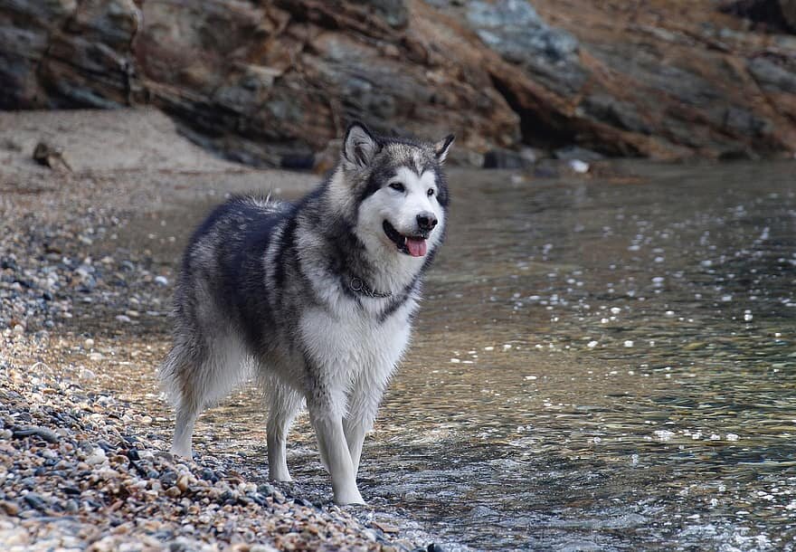 Питомец у водоема