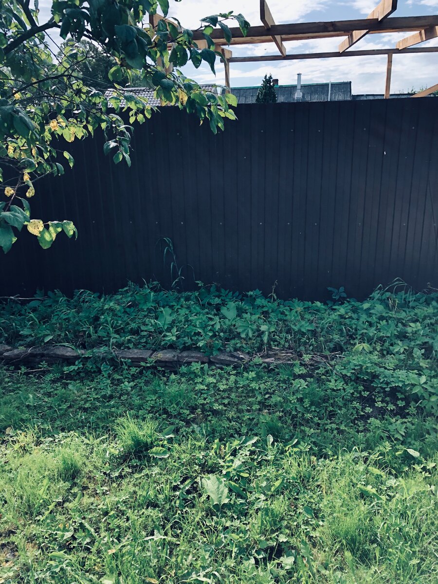 Это первая заросшая клумба у забора, которую надо расчистить. Фото сделано до обработки гербицидом, поэтому пока остатки девичьего винограда  и сныти зеленые.