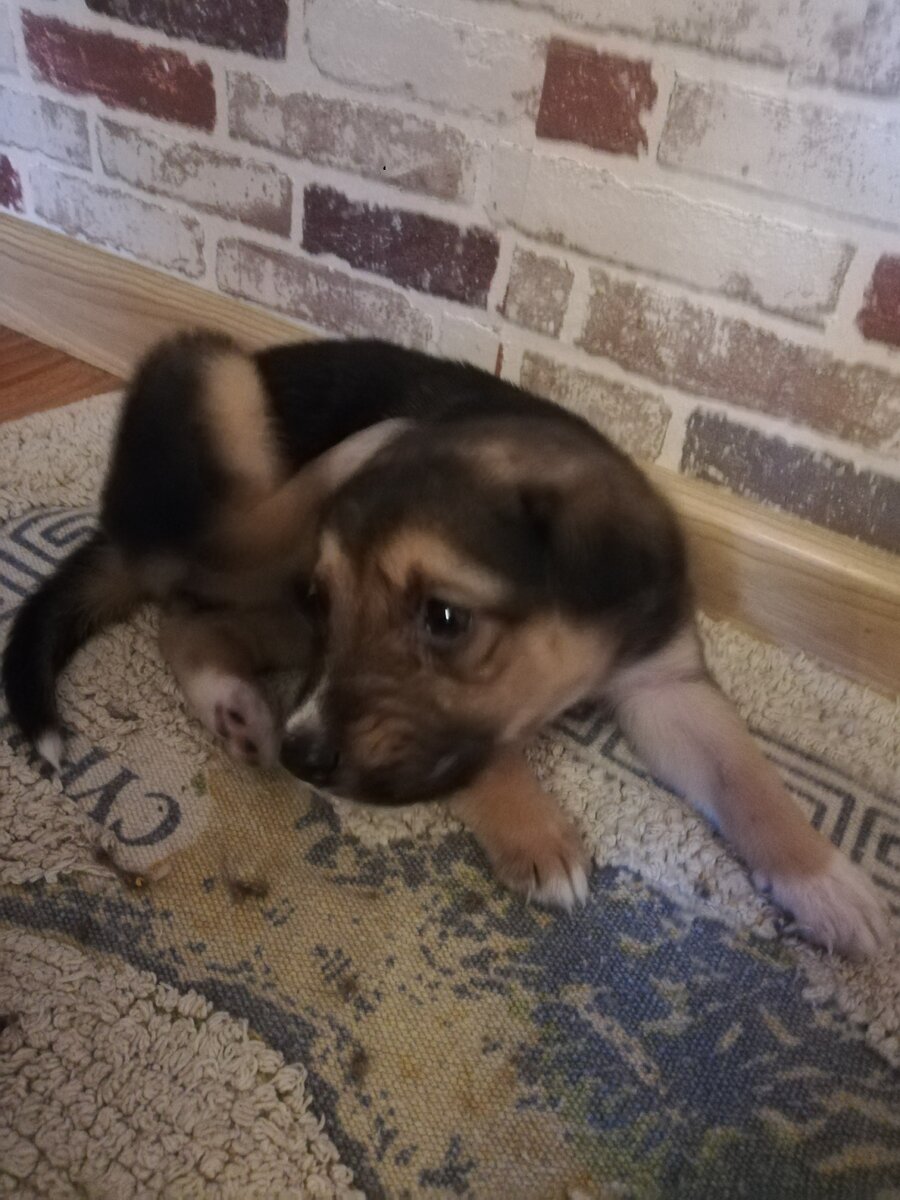 Наша "неовчарка") 