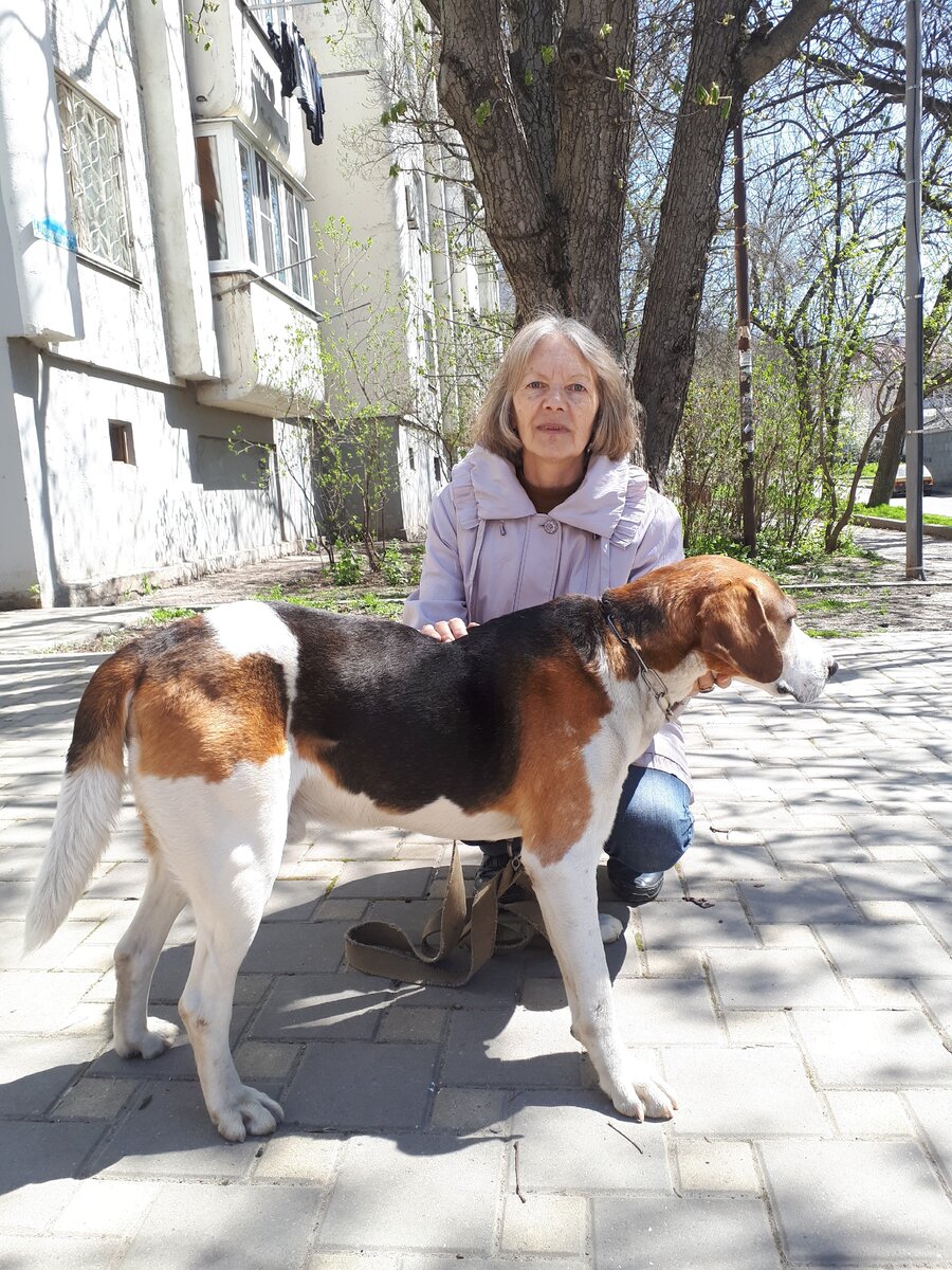 Как у меня появился Грей. Судьба или случайность? | Из жизни собачника🐶 и  конника🐎 | Дзен