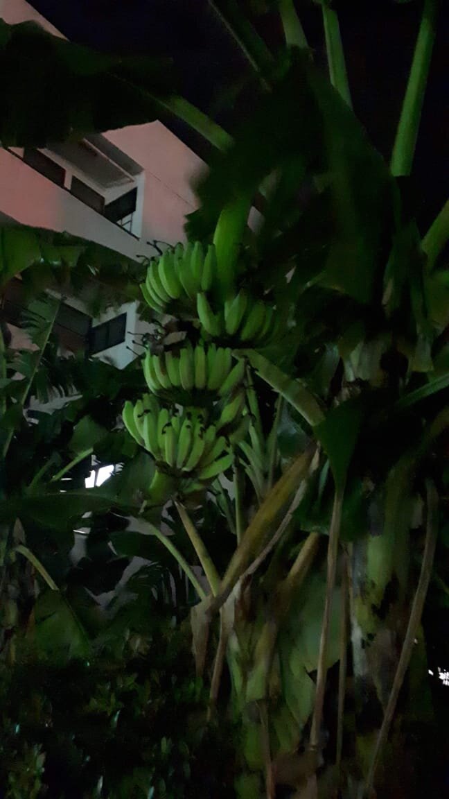 Бананчики посреди улицы