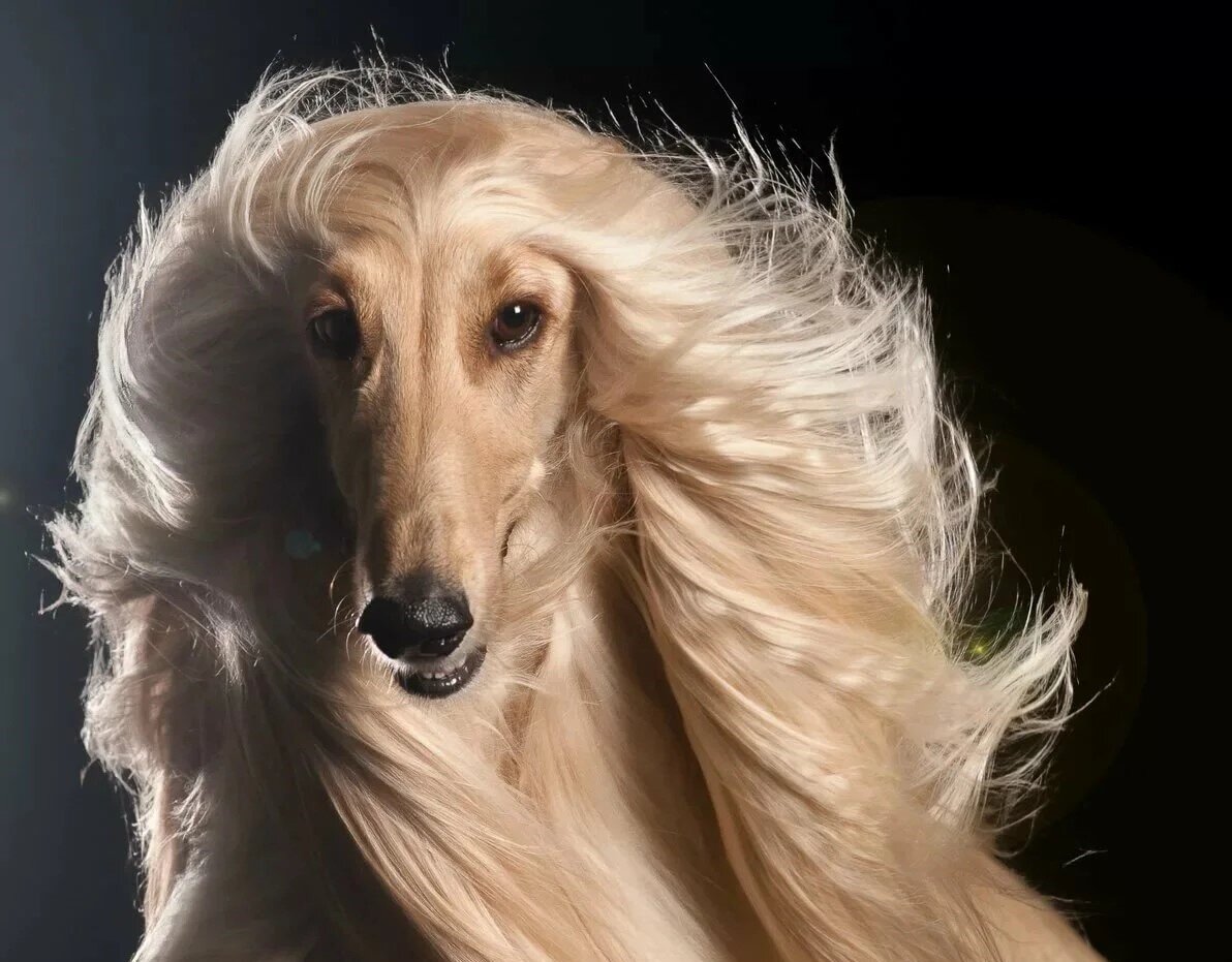 Афганская борзая: Типичная блондинка среди собак. Мифы и правда о якобы  «глупейшей» породе | Книга животных | Дзен