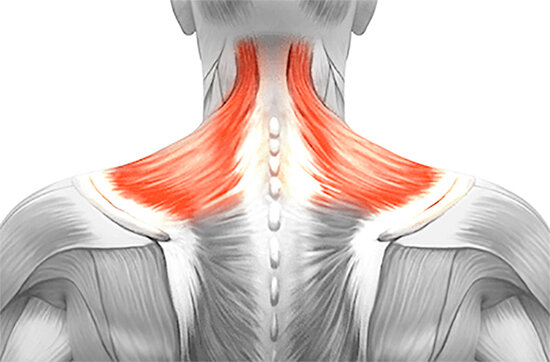 Middle Trapezius мышца