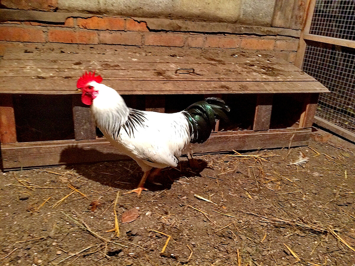 Наш новый жилец - Петя-петушок.