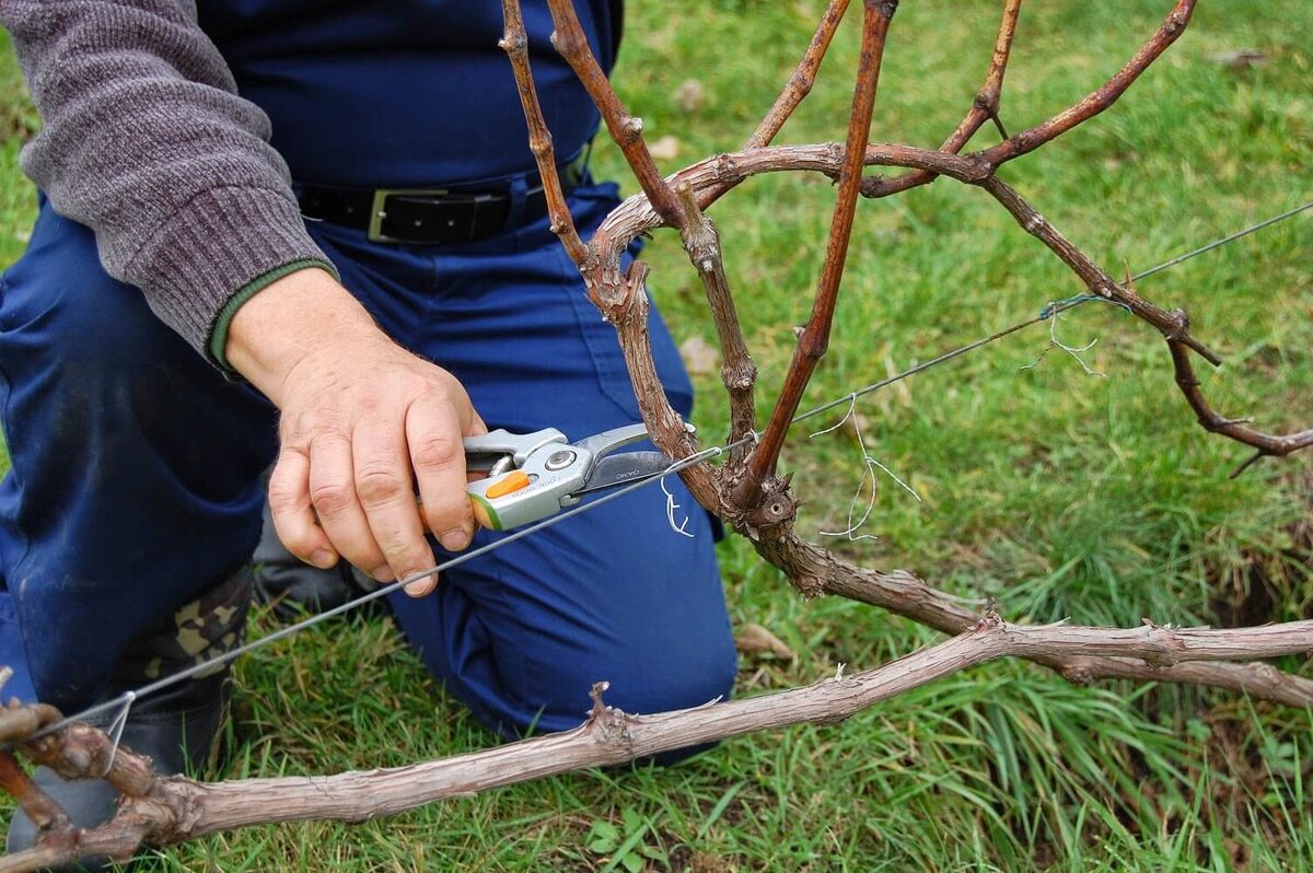 Как правильно обрезать виноград осенью. Поймет даже новичок