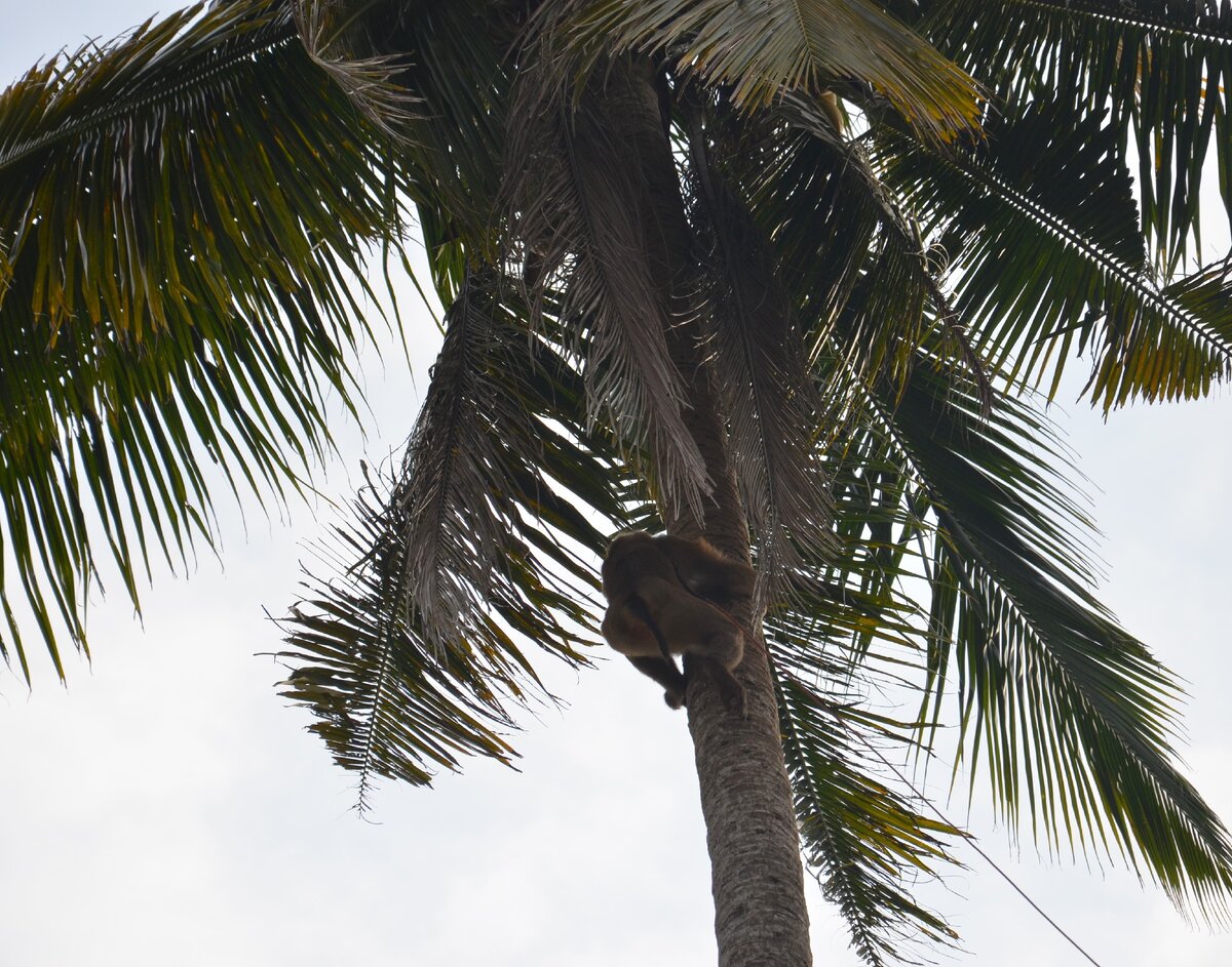 Обезьяна взбирается вверх по стволу кокосовой пальмы. Остров Ко Куд. Таиланд. Фото автора.