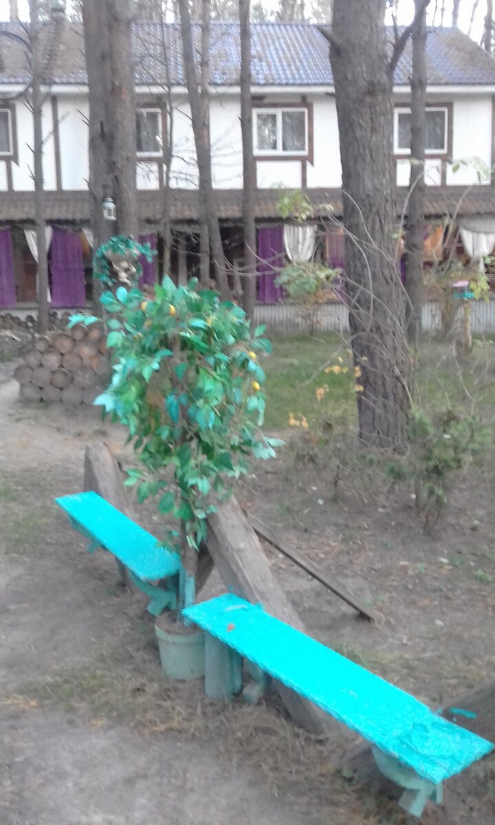 Скамеечка, искуственный куст - кладбище, а не турбаза