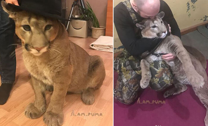 Источник: www.instagram.com/l_am_puma