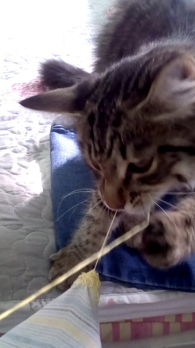 Кото  мышь  шить  помогает.