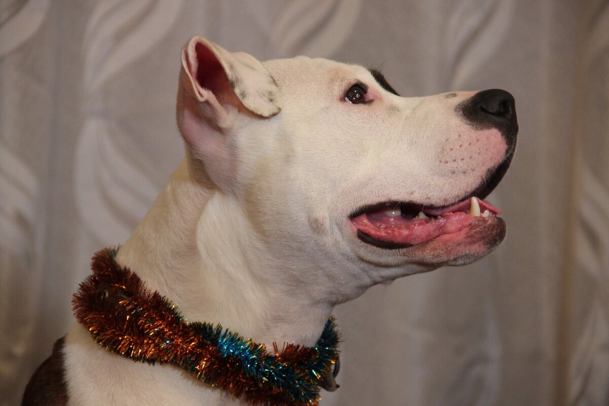 Американский питбультерьер