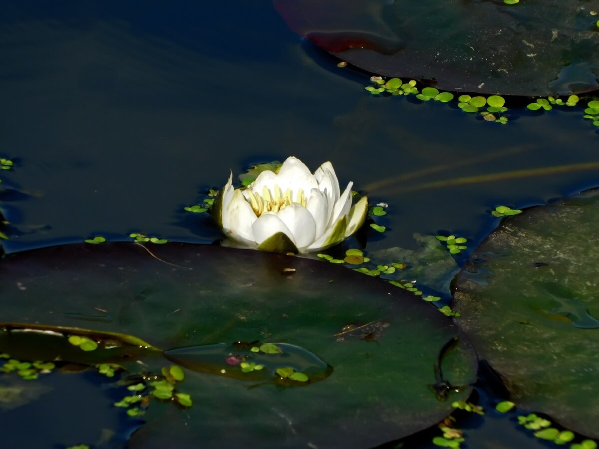 Личное фото