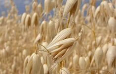 фото с сайта pinterest.ru