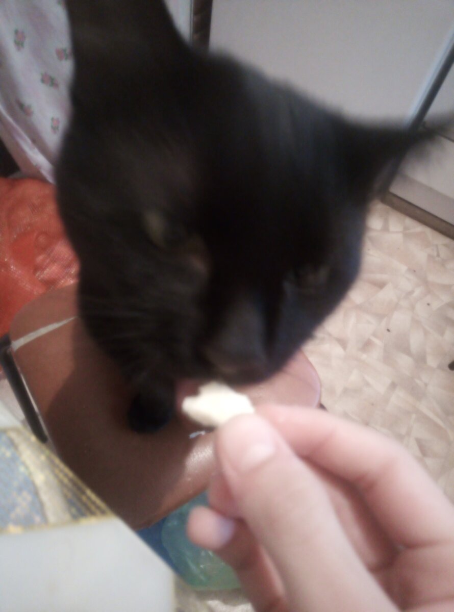 Реакция кота на копчёный сыр.