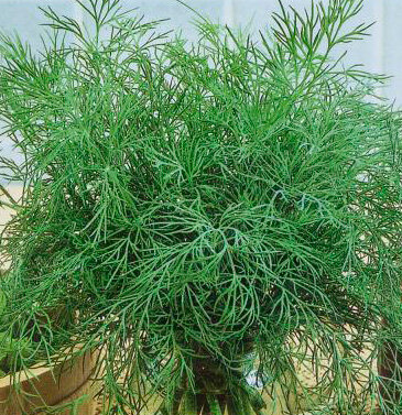 Укроп Нежность