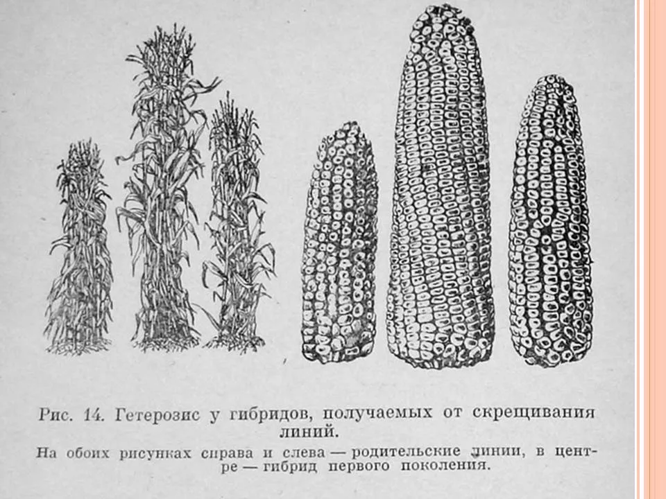 Мои рисунки.Драконы гибриды 2.