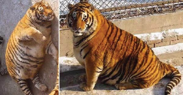 Источник:  fairtopaws / facebook