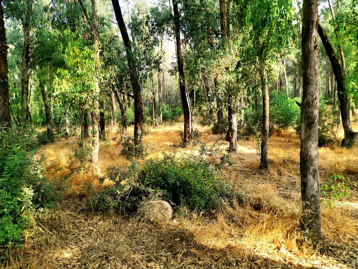 Лес в Израиле
