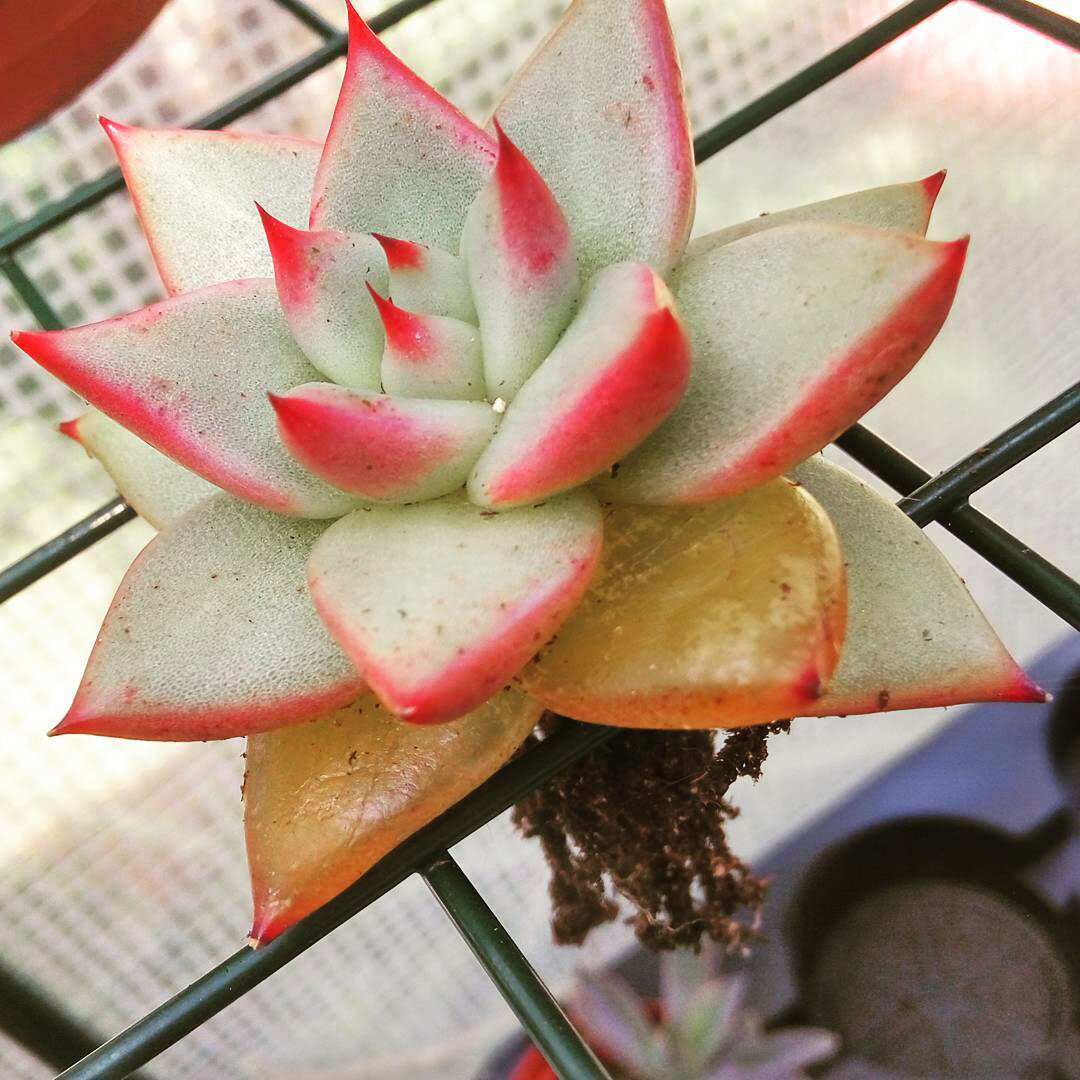 Пример чрезмерного полива