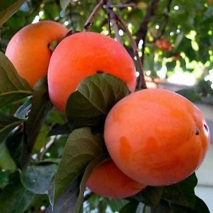 ОЧИЩАЕТ ОРГАНИЗМ