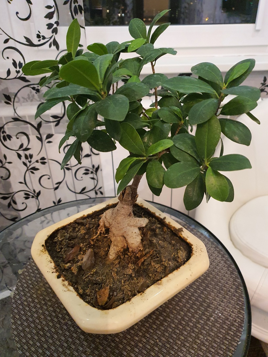 Авторский бонсай