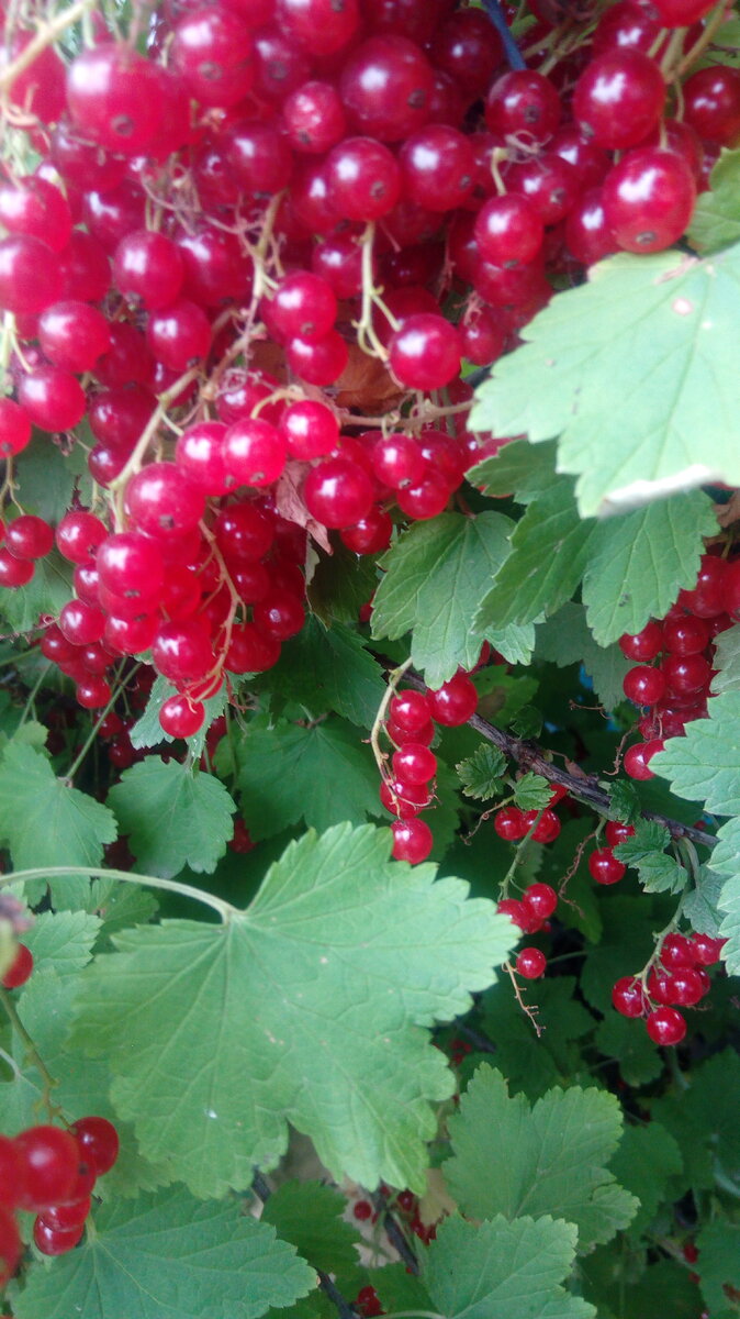 Урожай ягод всегда хороший, независимо от распространения тли (фото автора)