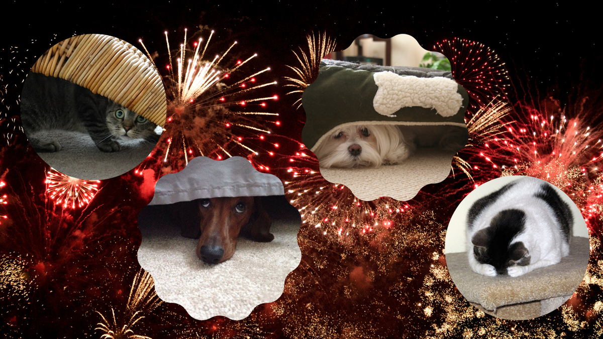 Испуганные животные!