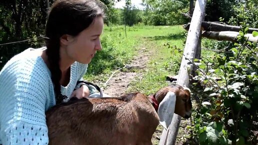 Первый Нубийский козел в нашем хозяйстве