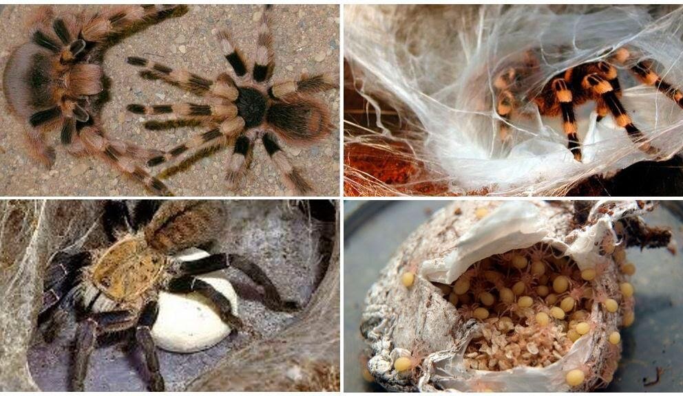 Brachypelma albopilosum (Курчавоволосый птицеед) — Блог Планета Экзотики