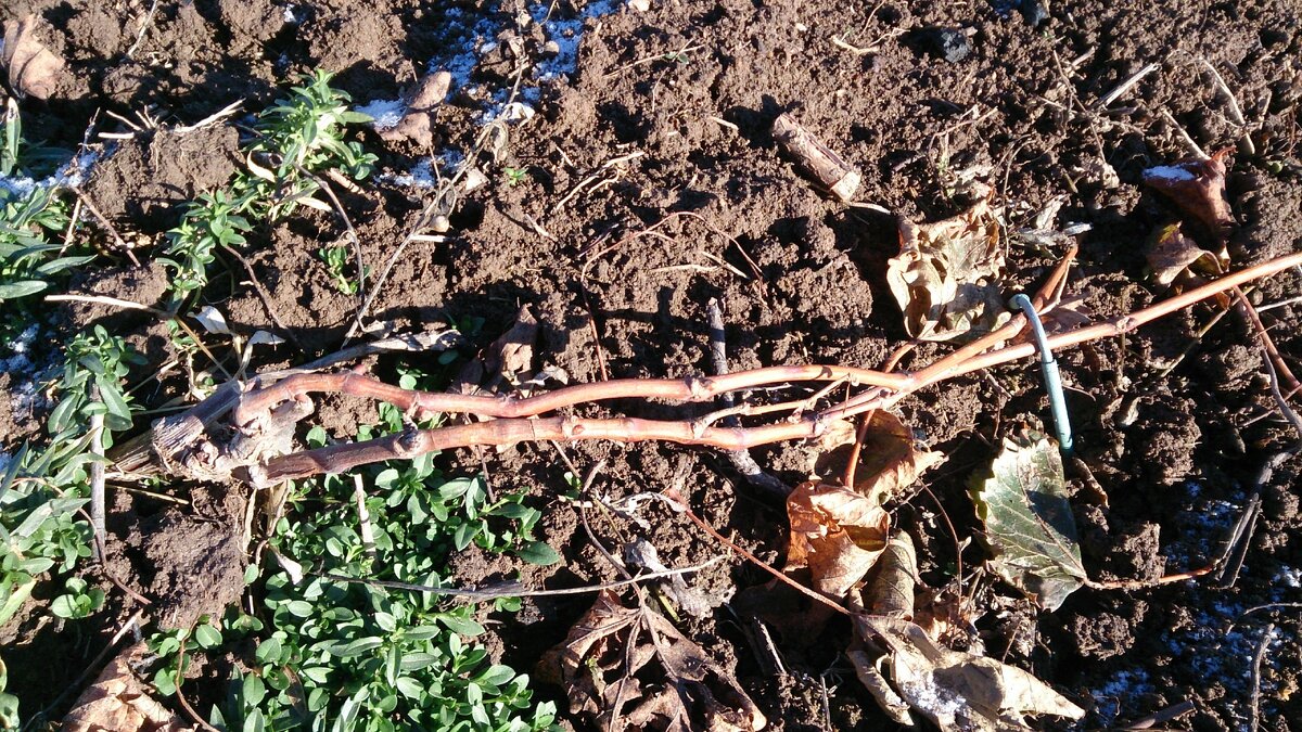 Пришпиленная к земле лоза. Осталось укрыть сверху.