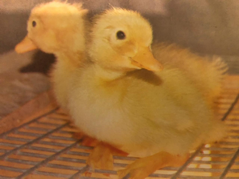 Пекинские утята, выведенные в нашем хозяйстве