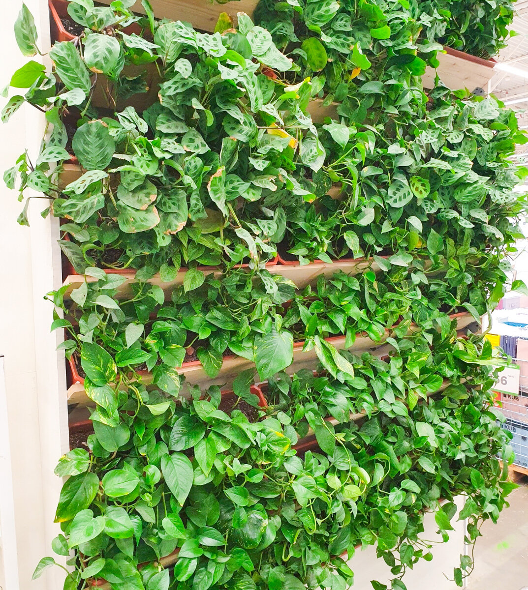 Самая простая фитостена - демонстрация в Леруа Мерлен