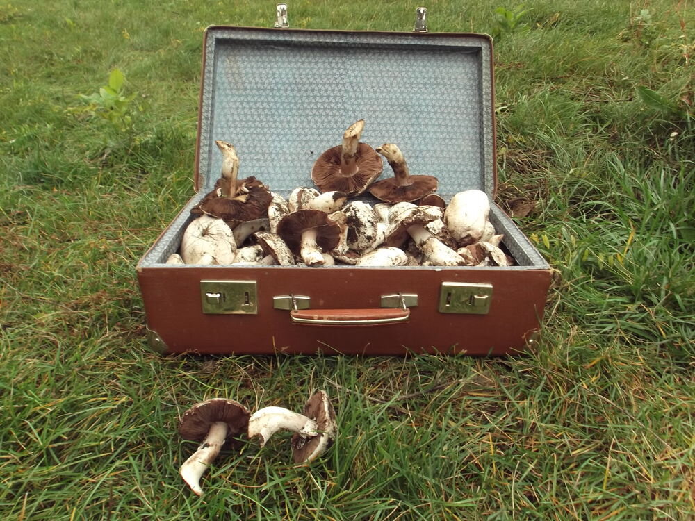 Картинка из интернета. Нам за все годы работы грибники с портфелями так и не встретились ни разу