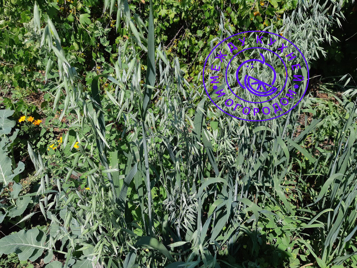 Овсяные заросли. Фото автора.