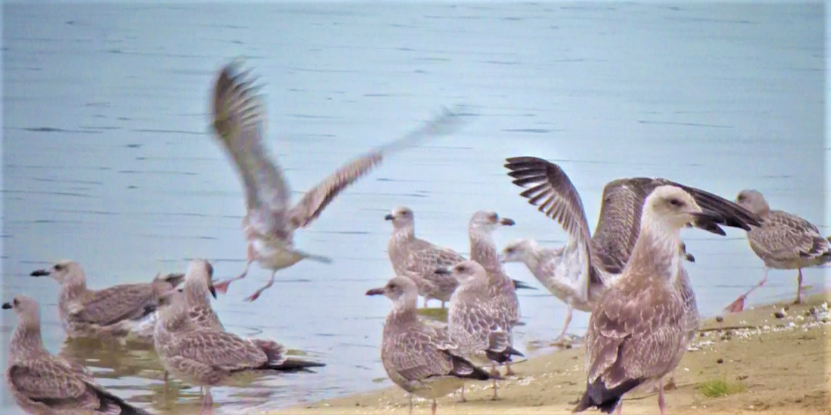 Чайки хохотуньи.