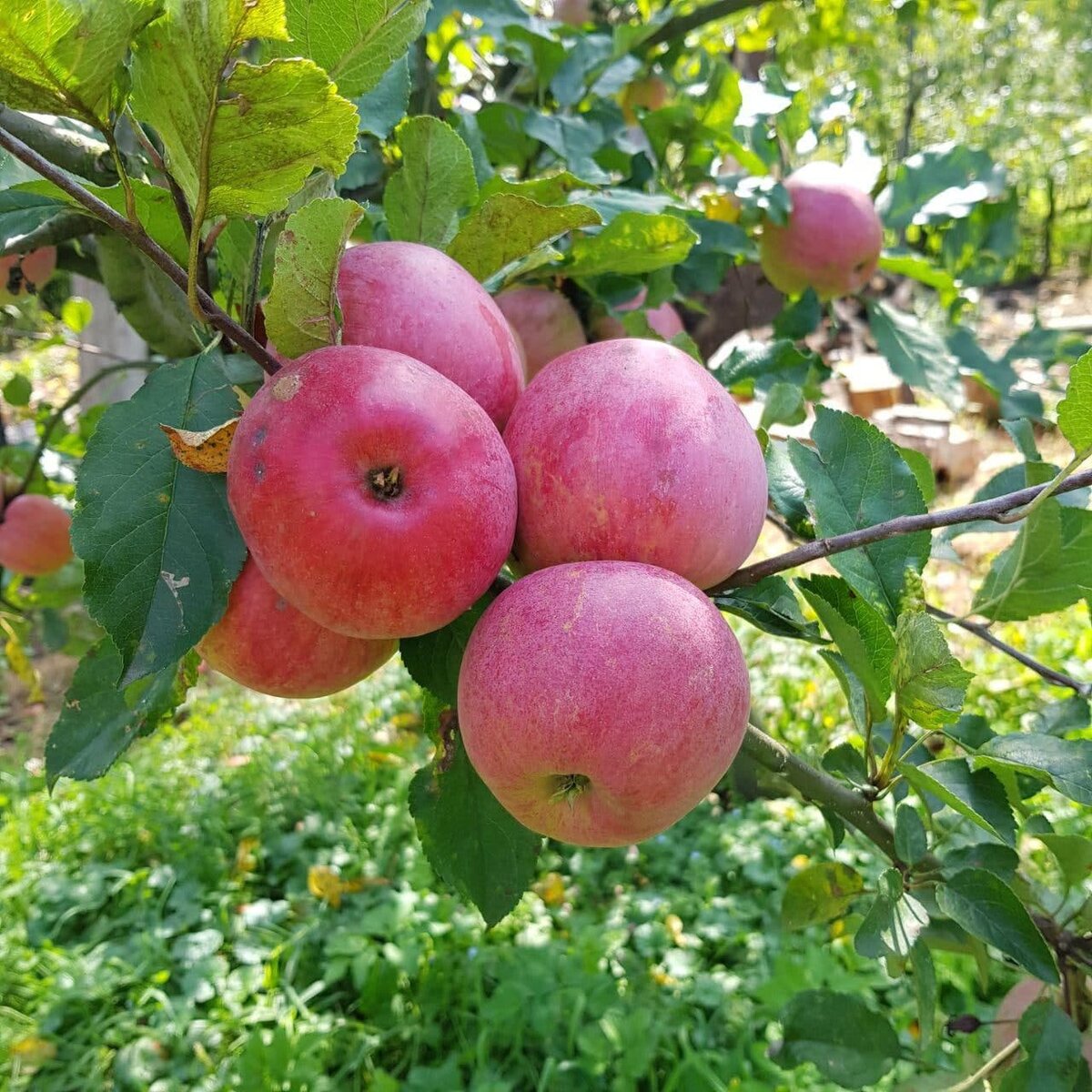 Выбираем лучшие сорта яблок. Их краткое описание