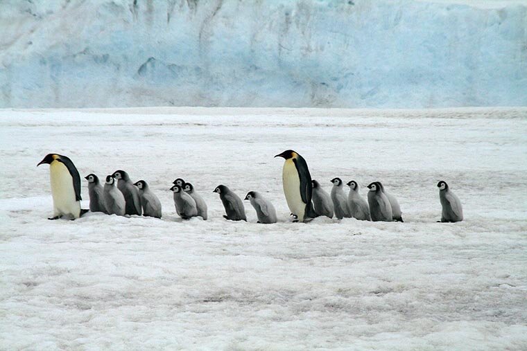 У императорских пингвинов взрослые особи присматривают за детёнышами, причём не только за своими