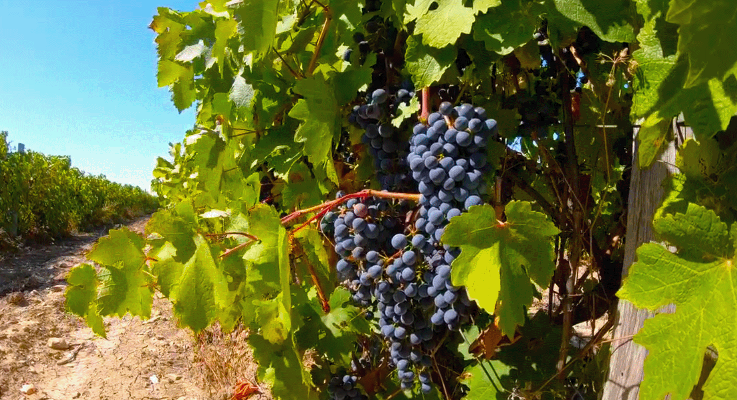 Анапский виноград
