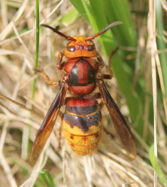 Шершень в природе