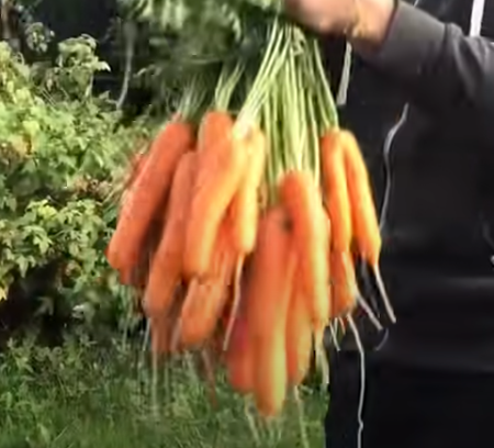 Морковь выращенная в огороде.