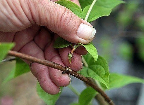                     черенок "с пяточкой"               фото Яндекс-картинки