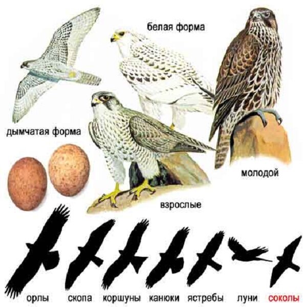 размеры хищных птиц. ястреб-тетеревятник. сокол ястреб коршун. сокол ястреб коршун. орел ястреб сокол коршун беркут отличие.