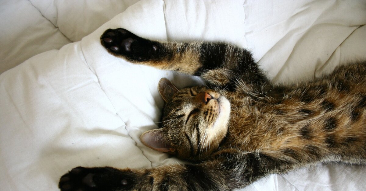 Лень и как с ней бороться