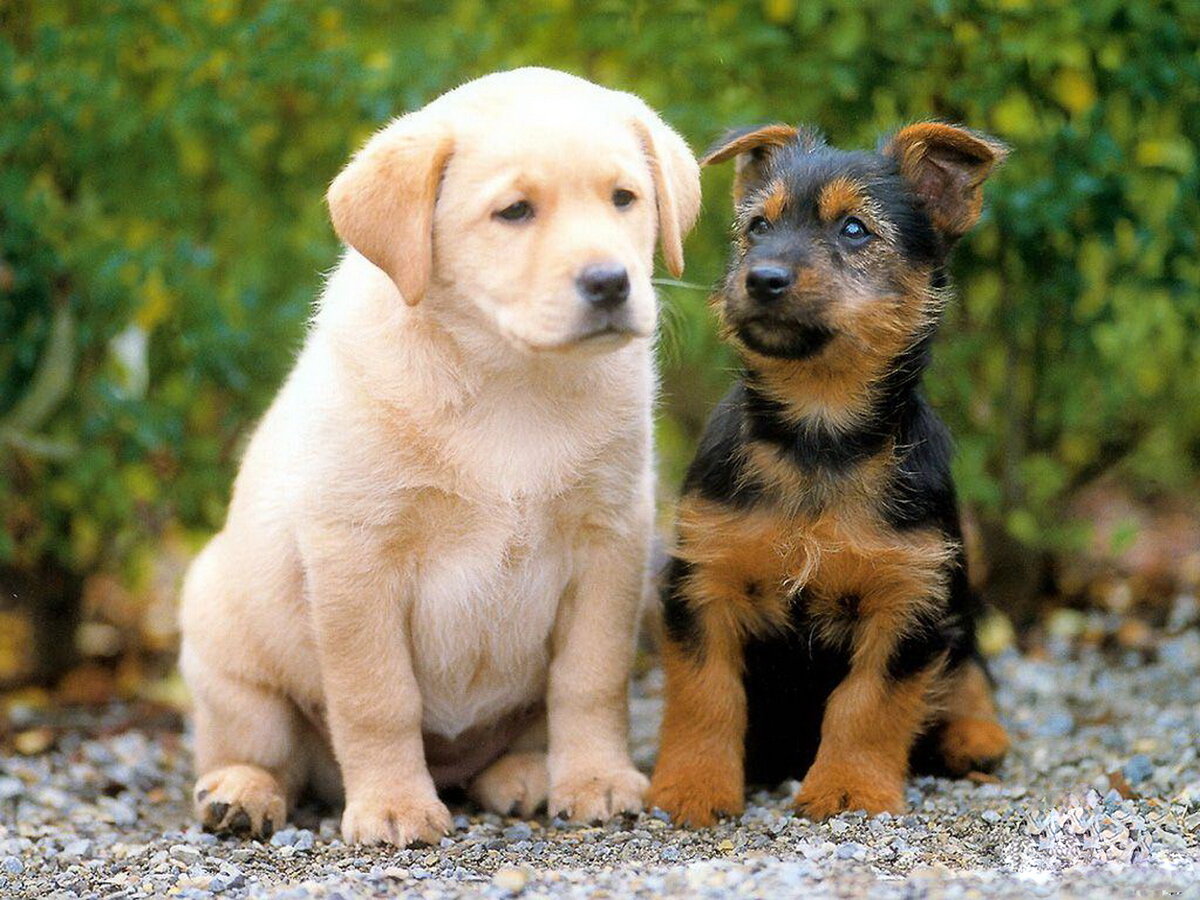 Яндекс картинки