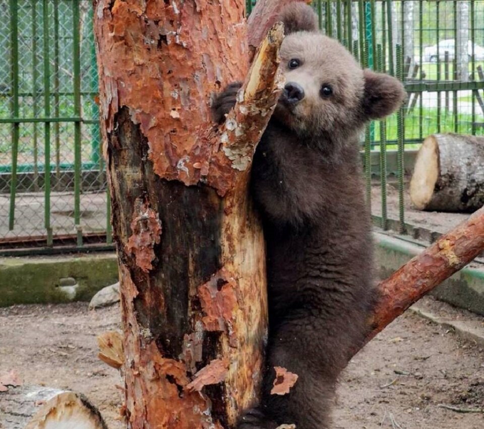 Среди новых «игрушек» в вольере 