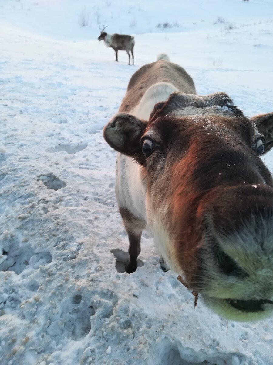 ЯНАО, заполярье